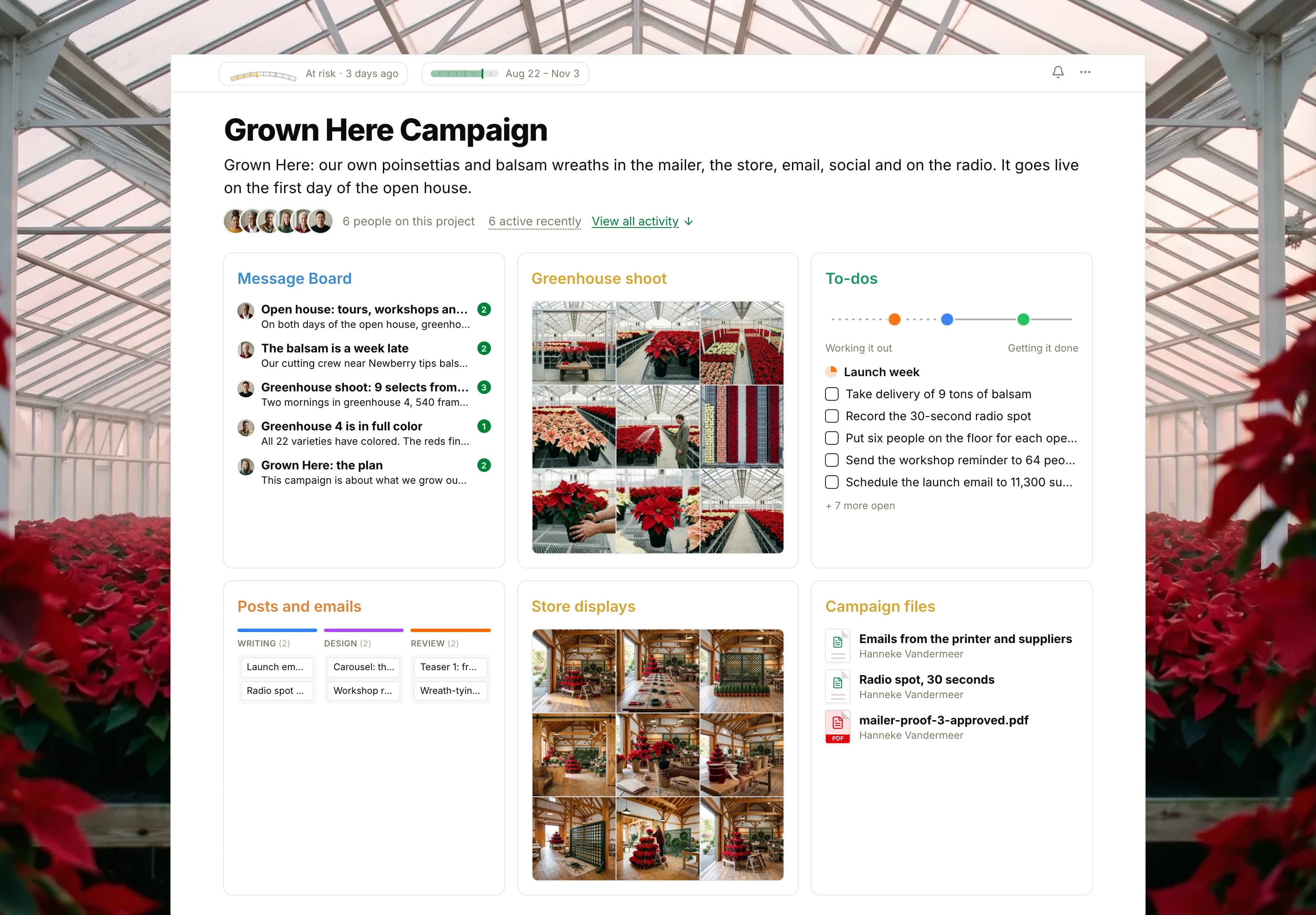 The Grown Here Campaign project in Thicket over a photograph of a glass greenhouse full of red poinsettias at dawn: the health flag reading At risk, the campaign dates and six people, then six cards: the Message Board with the open house plan on top, Greenhouse shoot as nine photographs of poinsettias in greenhouse 4, To-dos with three lists on the progress chart, the Posts and emails board with cards in Ideas, Writing, Design, Review and Scheduled, Store displays as nine photographs of the store being dressed, and Campaign files with the emails from the printer and suppliers, the radio script and the mailer proof.